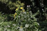 Thladiantha dubia. Цветущие побеги, оплетающие Arctium tomentosum. Крым, Симферополь, пойма реки Славянка. 03.08.2024.