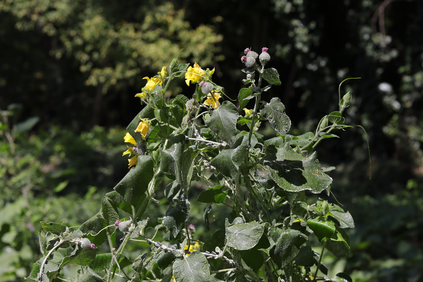 Изображение особи Thladiantha dubia.