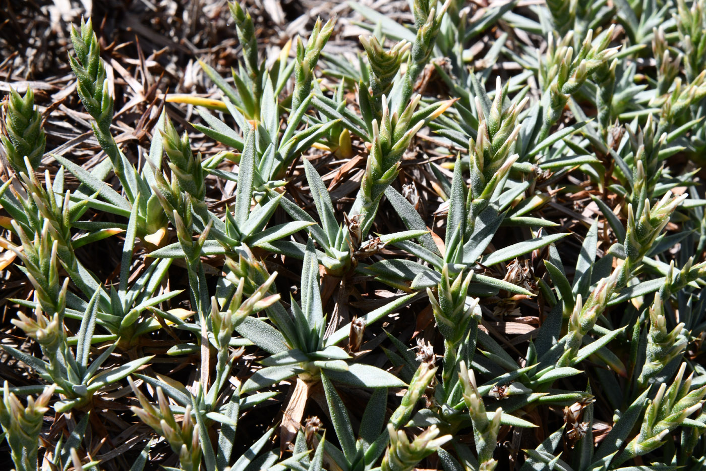 Image of Acantholimon alexeenkoanum specimen.