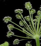 Angelica sylvestris