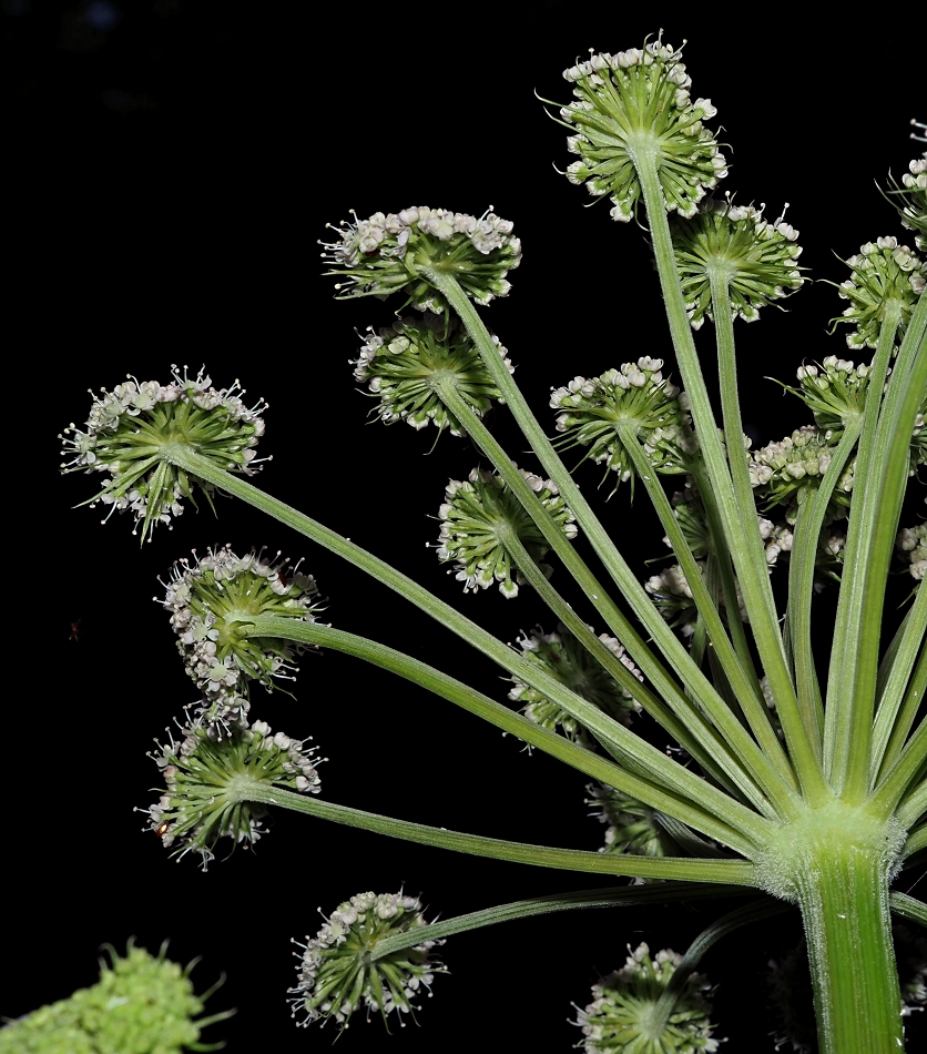 Изображение особи Angelica sylvestris.