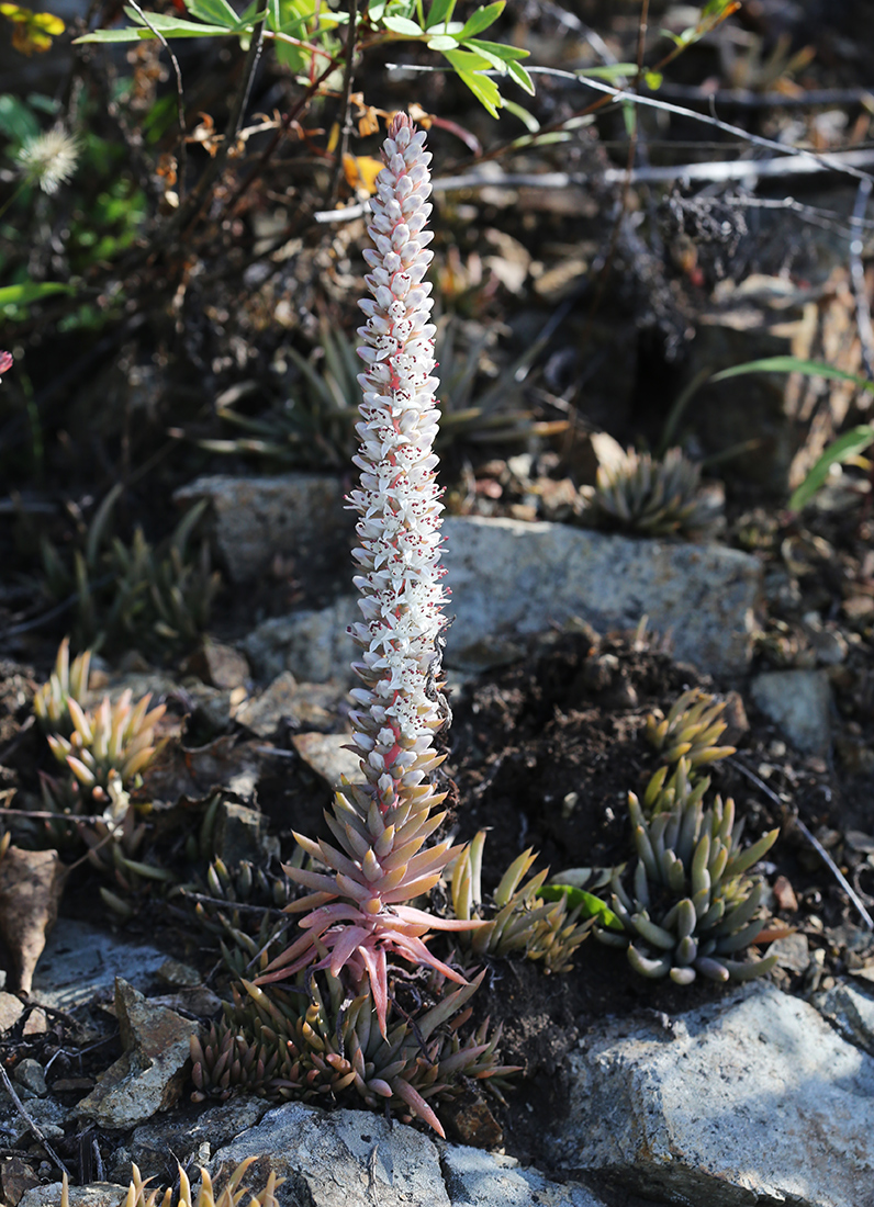 Image of Orostachys erubescens specimen.