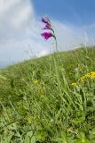 Gladiolus tenuis. Цветущее растение. Карачаево-Черкесия, Зеленчукский р-н, гора Джисса, ≈ 1600 м н.у.м., субальпийский луг. 14.06.2024.