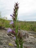 Hyssopus cuspidatus. Верхушка побега с соцветием. Восточный Казахстан, Южный Алтай, хр. Азутау, средняя часть пер. Мраморный, скалистый участок в закустаренной степи. 30 июня 2024 г.