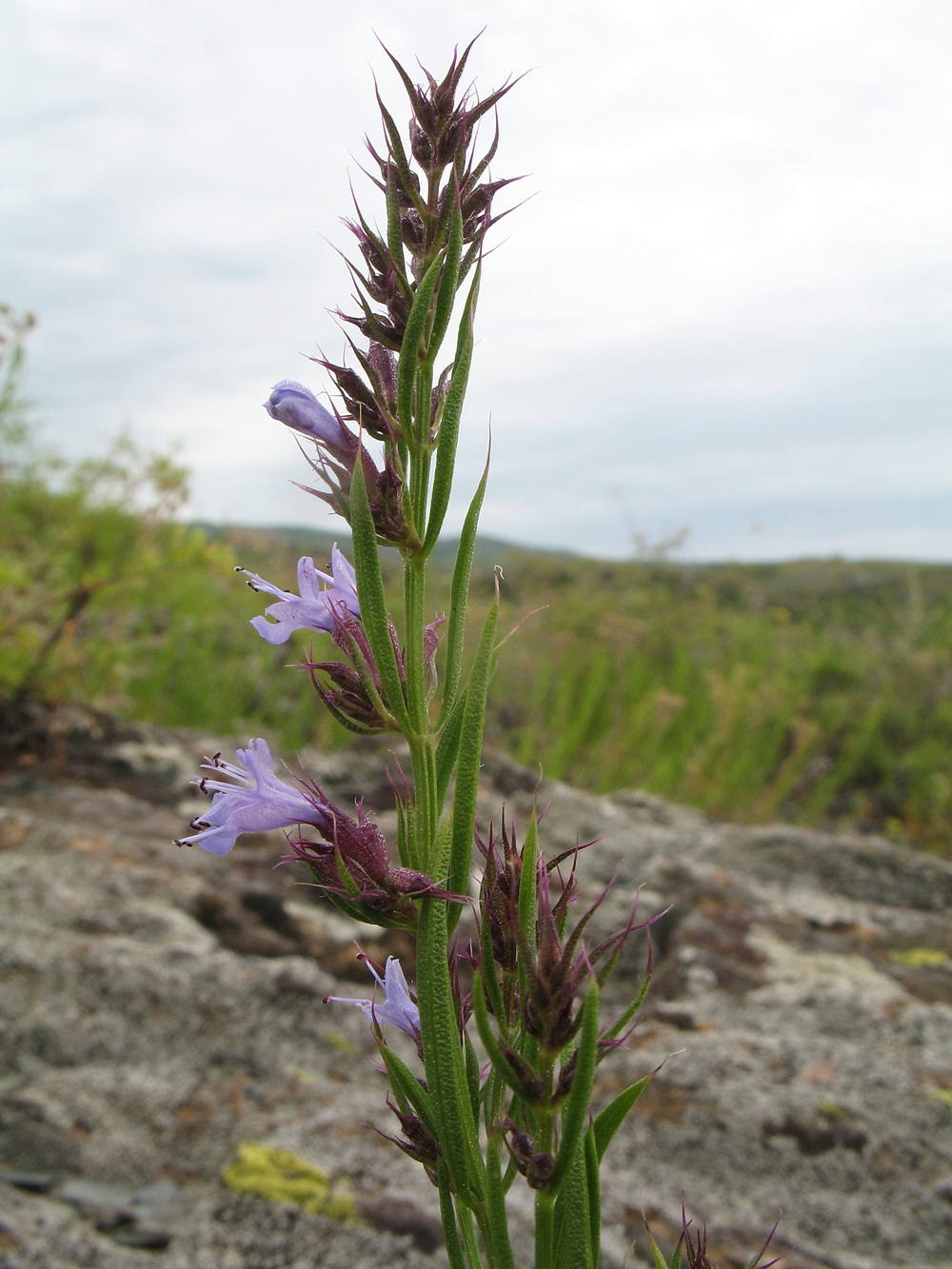 Image of Hyssopus cuspidatus specimen.