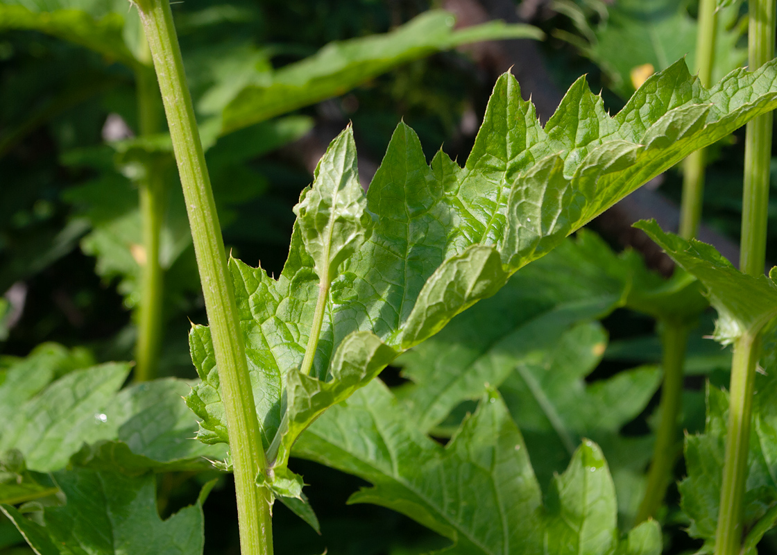 Image of Cirsium kamtschaticum specimen.