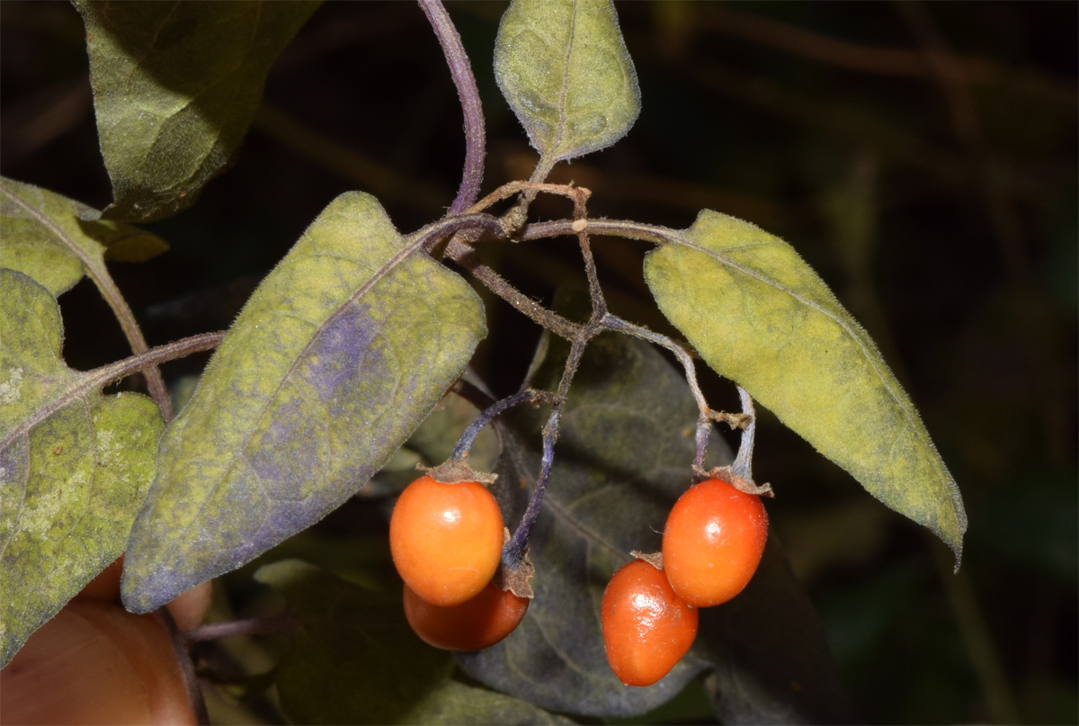 Изображение особи род Solanum.