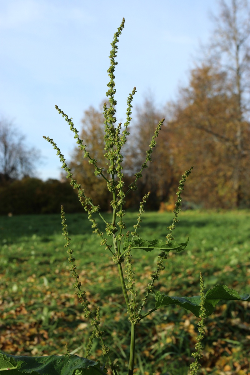 Изображение особи Rumex sylvestris.