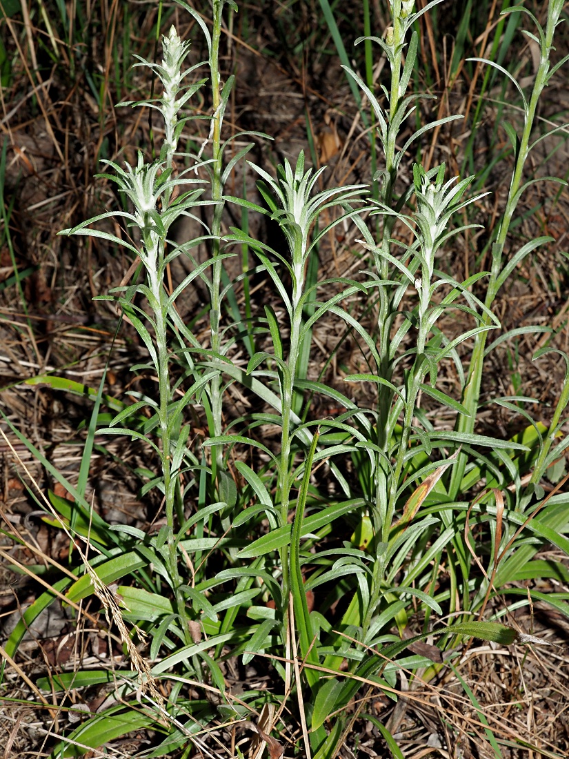 Image of Omalotheca sylvatica specimen.