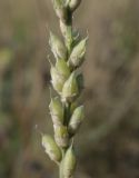 Oxytropis kasakorum