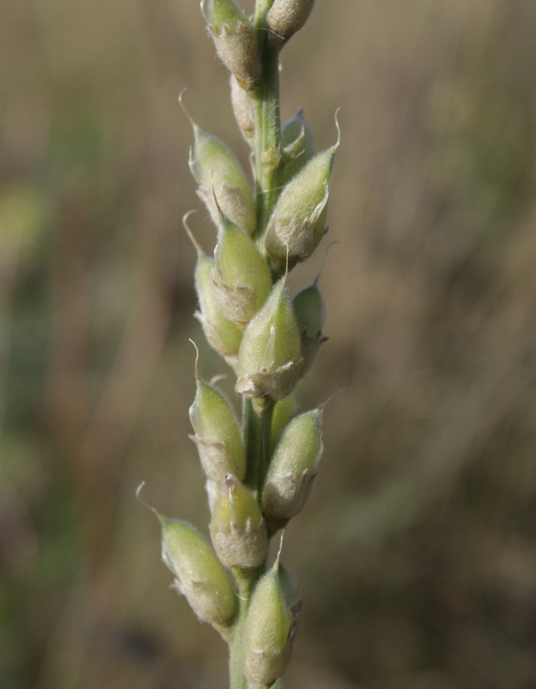 Image of Oxytropis kasakorum specimen.