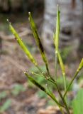 Cardamine quinquefolia. Соплодие с тлями. Крым, Южный Берег, окр. Ангарского перевала, просека под ЛЭП. 27.05.2024.