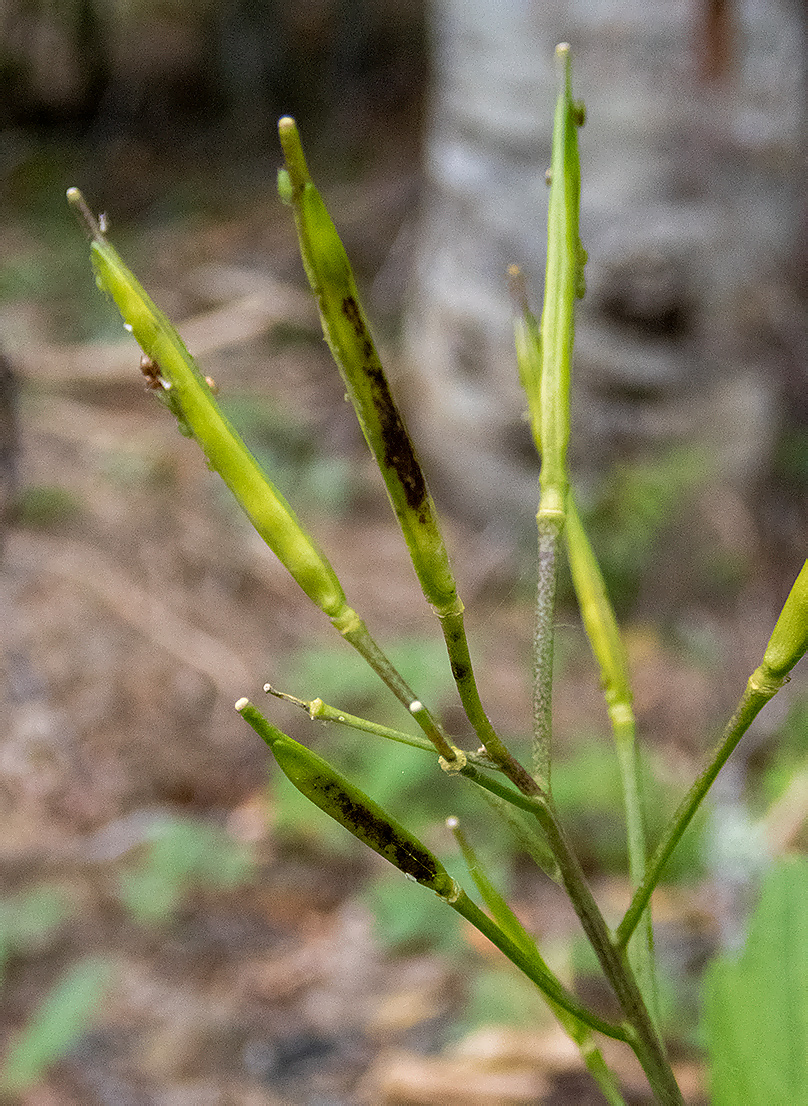 Image of Cardamine quinquefolia specimen.