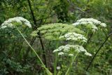 Heracleum lehmannianum