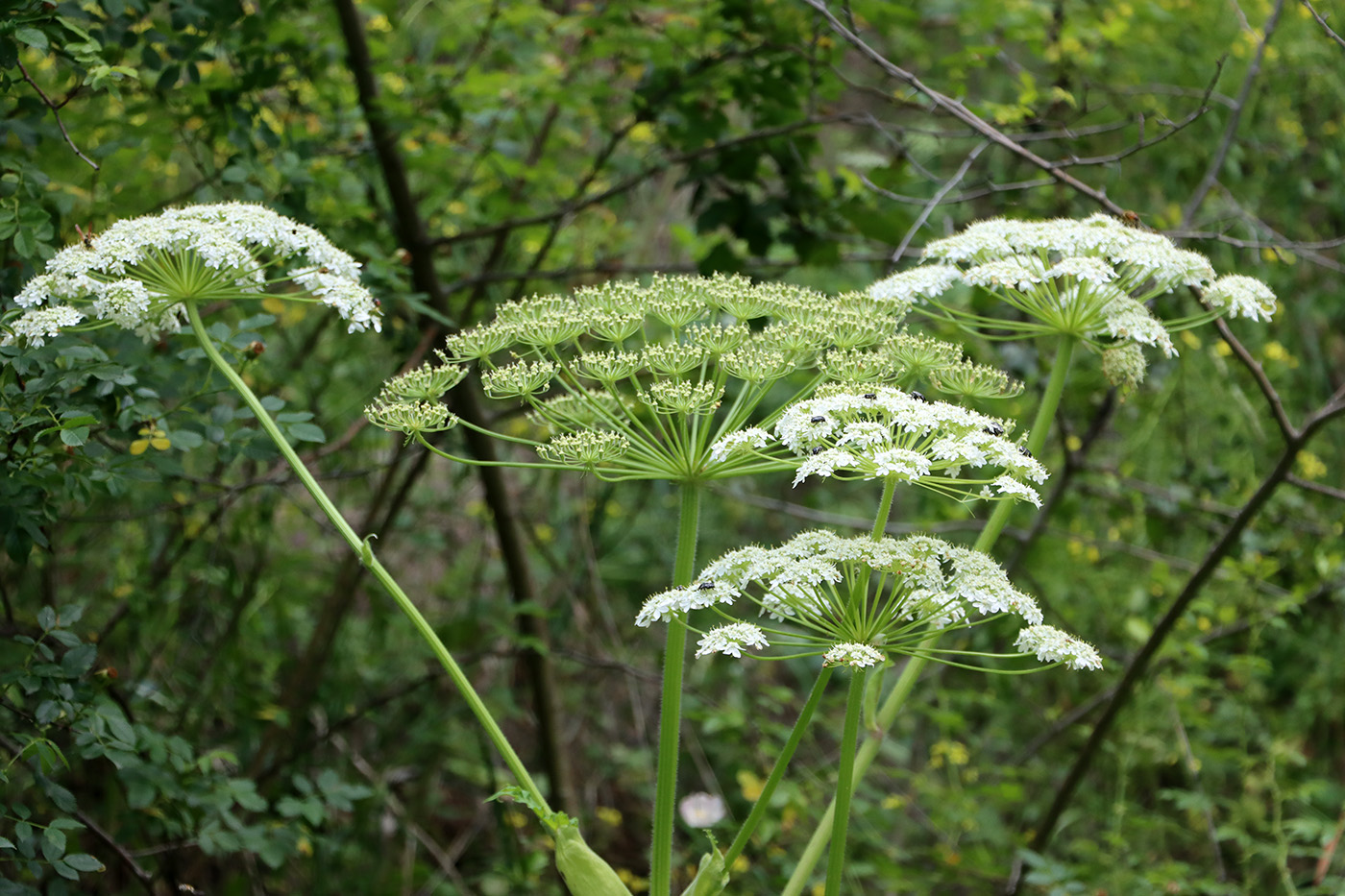 Изображение особи Heracleum lehmannianum.