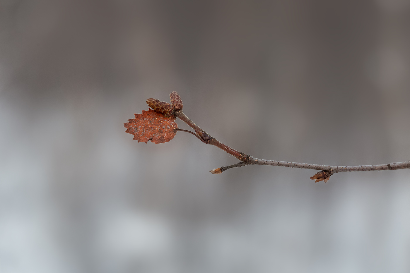 Image of Betula czerepanovii specimen.