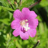 Epilobium hirsutum. Цветок. Ульяновская обл., Новомалыклинский р-н, окр. с. Высокий Колок, граница с Самарской обл., выходящая к р. Б. Авраль балка, созданный для водопоя скота прудик. 02.09.2023.