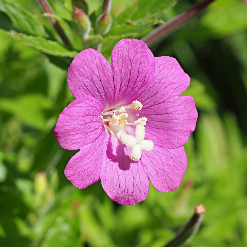 Изображение особи Epilobium hirsutum.