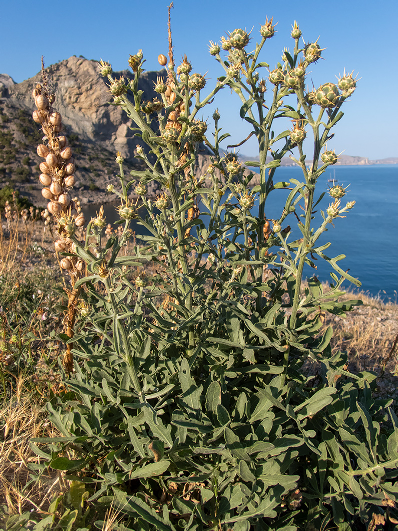 Image of Centaurea salonitana specimen.