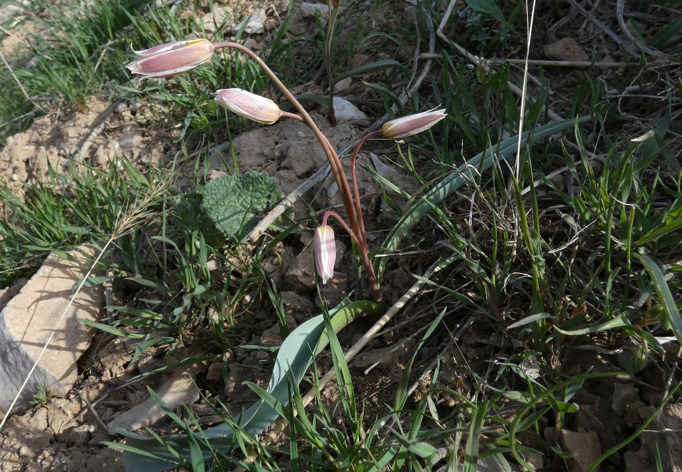 Image of Tulipa bifloriformis specimen.