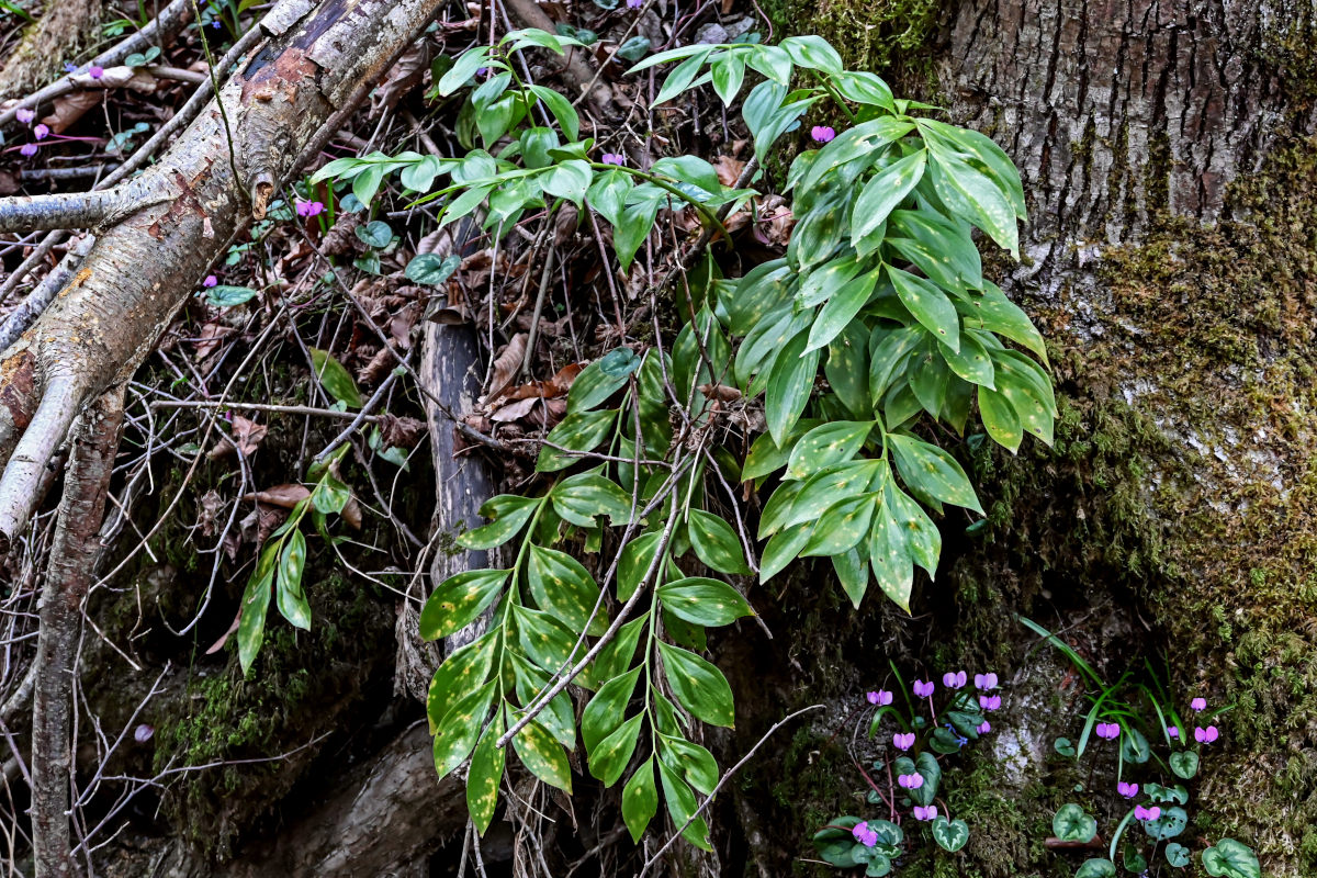 Image of Ruscus colchicus specimen.