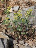 View full-size image Trigonella strangulata