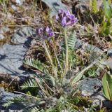 View full-size image Oxytropis kusnetzovii