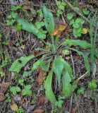 Смотреть изображение Plantago urvillei