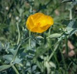 View full-size image Glaucium flavum