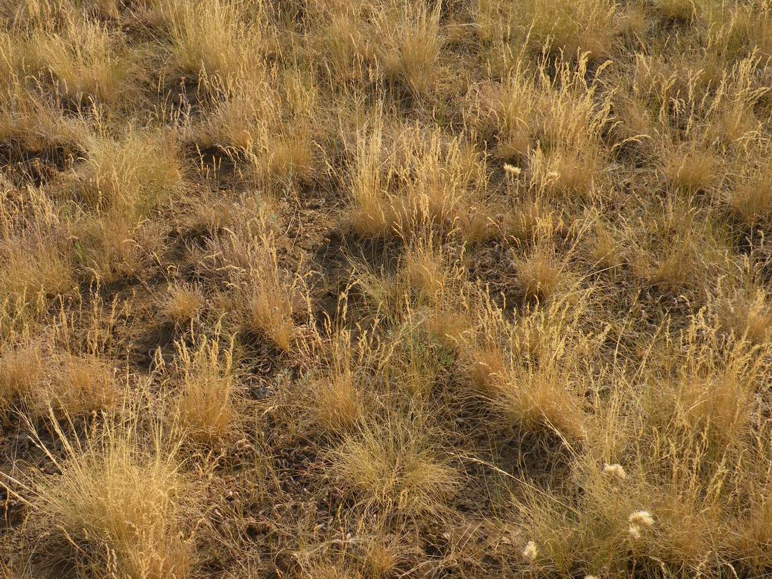 Image of Festuca valesiaca specimen.