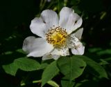 View full-size image genus Rosa