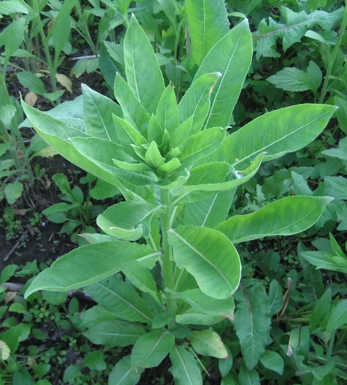 Image of genus Oenothera specimen.