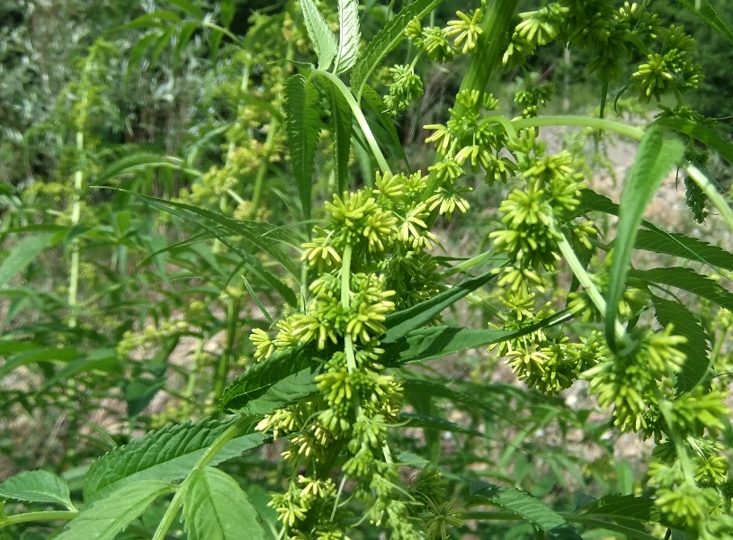 Image of Datisca cannabina specimen.