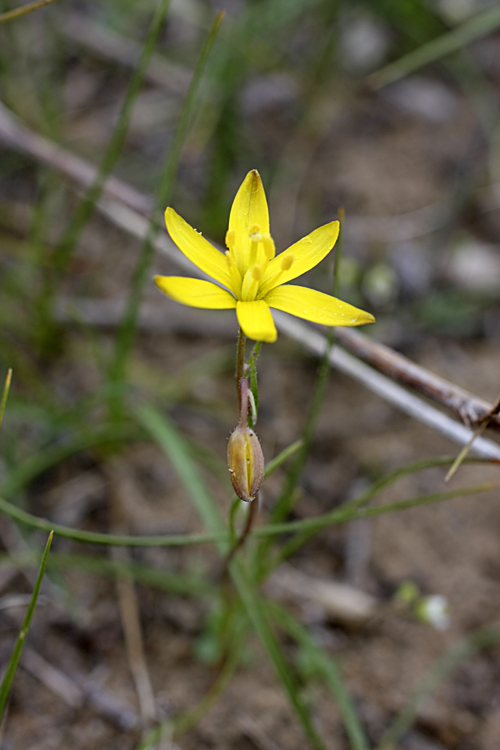 Image of Gagea stipitata specimen.