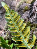 Polypodium vulgare. Нижняя часть вайи (листа) со спорангиями. Свердловская обл., окр. г. Североуральск, скалы Три Брата. 20.07.2011.