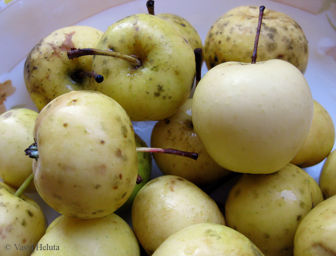 Image of Malus domestica specimen.