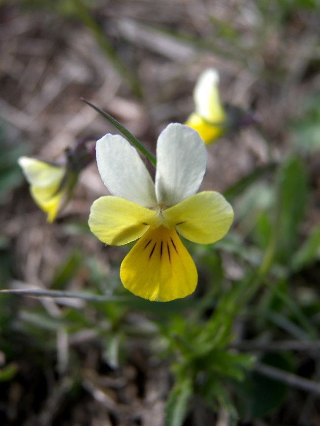 Image of Viola arvensis specimen.