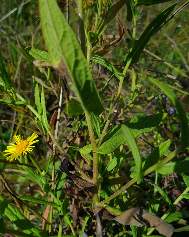 Изображение особи Inula britannica.