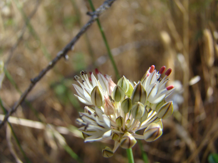 Изображение особи Allium leptomorphum.