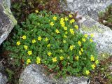 Potentilla elegans. Цветущее растение на каменистом склоне. Хабаровский край, хр. Баджал, верховья руч. Омот, водораздельный гребень между р. Улун (пр. приток р. Омот-Макит) и р. Омот. 01.07.2008.