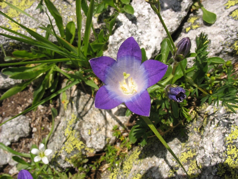 Изображение особи Campanula biebersteiniana.