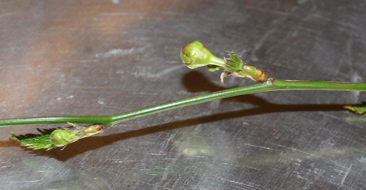 Image of Kerria japonica var. pleniflora specimen.