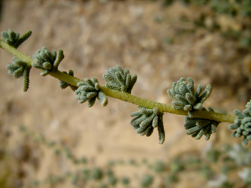 Image of Reaumuria hirtella specimen.