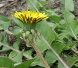 род Taraxacum. Верхушка побега с соцветием. Север Кубани, станица Шкуринская, придворовая территория. 23.04.2012.