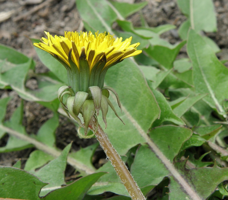 Image of genus Taraxacum specimen.