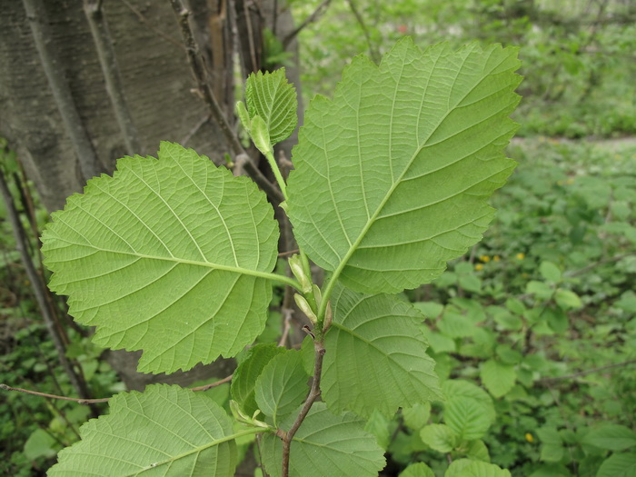 Изображение особи Alnus hirsuta.