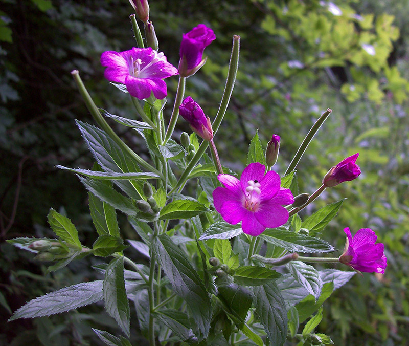 Image of Epilobium hirsutum specimen.