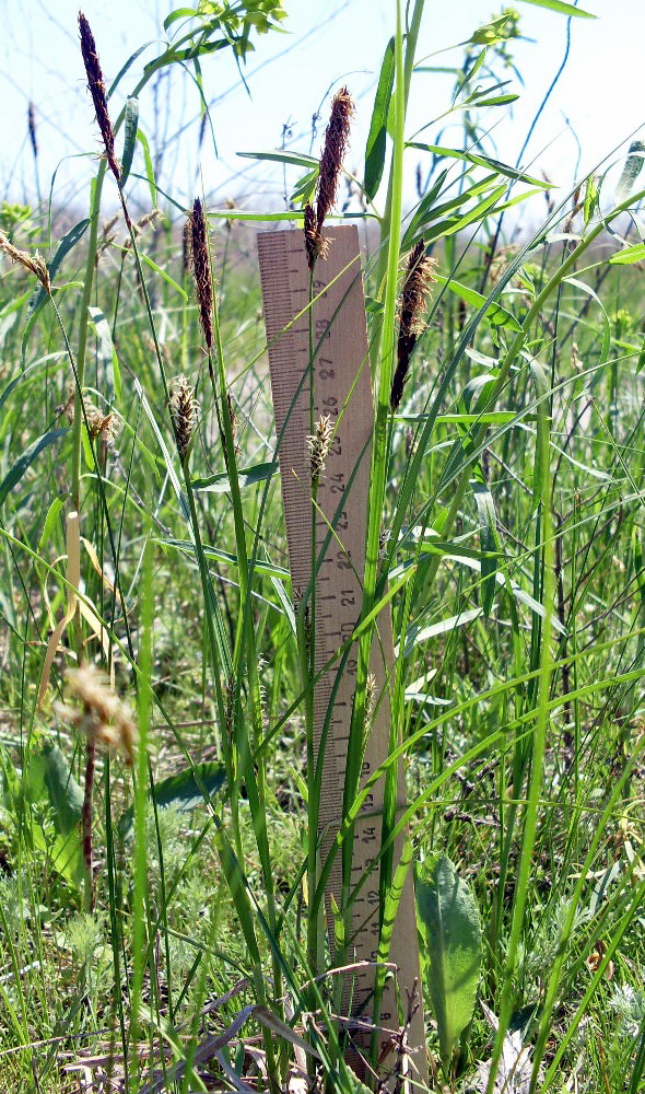 Image of Carex melanostachya specimen.