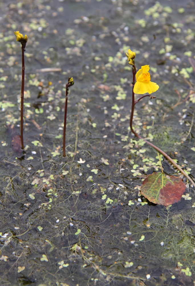 Изображение особи Utricularia &times; neglecta.