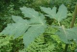 Heracleum dissectum